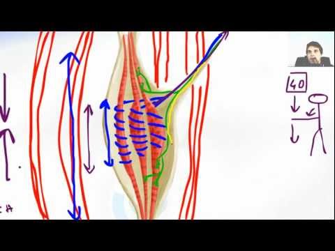 stretch reflex - http://www.FLASHBRAINANATOMY.com/ - click HERE Stretch Reflex Of Muscle Spindle is what makes us safe our muscle from hyper--extension.