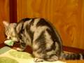 猫・②続き・・レジ袋咥えて戻った