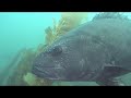 giant sea bass in la jolla ca  version 2 