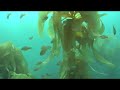 giant sea bass in la jolla ca  version 2 