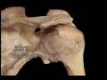 videos de Articulación Glenohumeral
