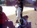 Caniche video