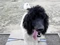 Re: Venus, The Border Collie, Performs Live