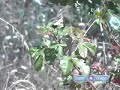 Advanced Hiking Tips : How to Identify & Avoid Poison Oak while Hiking