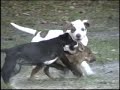 Ver vídeo