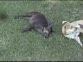 Ver vídeo
