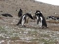 cortejo de pingüinos cortejo de pingüinos