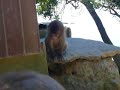 Cute Baby Monkey2/2 ??????????????????2/2