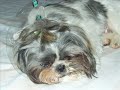 Rikku (Shih Tzu) - the day she got spayed