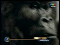 Corto publicitario Gorilla