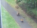 Fox Cubs and Vixen at Play