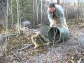 Medium size porcupine (Yukon)