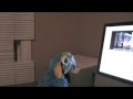 videos de Squakers Jump on it