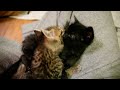 2009年10月28日の子ネコたち