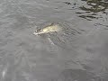 The Fishin\ The Fishin\