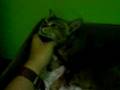 Mummy Cat and Kittens - 12 Oct 2008