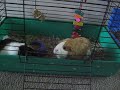 my Guinea pig\