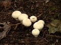 Fungus - at Presquile Park - Brighton Ontario Fungus - at Presquile Park - Brighton Ontario