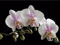 Leo Delibes - Lakme / Flower Duet   (aria)