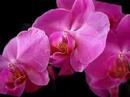 Leo Delibes - Lakme / Flower Duet   (aria)