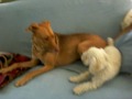 Hercules Plays with Rudy