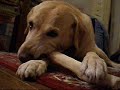 Momo-chan the labrador and her rawhide chew