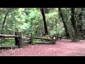 Henry Cowell Redwoods State Park - YouTube