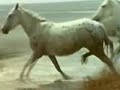 Ballade en Camargue