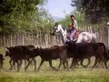Ballade en Camargue