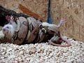 Papa Rango Boa constrictor constrictor- Clyde Papa Rango Boa constrictor constrictor- Clyde