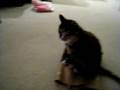 videos de Hope and a paper bag
