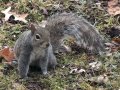 Get Rid of Grey Squirrels default Get Rid of Grey Squirrels