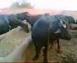 pind part 1