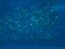 Tyura-umi aquarium2 Tyura-umi aquarium2