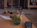 Minty-the-Budgie-dis