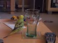 Minty-the-Budgie-dis
