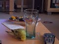 Minty-the-Budgie-dis