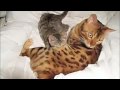 Pixiebob kitten suckling Bengal male
