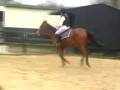 videos de 10 yrs 15 hh Bay Welsh X Witham