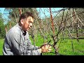 One Acre in Napa Valley - Episode #1, Spring Pruning 3/3/08 One Acre in Napa Valley - Episode #1, Spring Pruning 3/3/08
