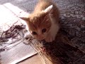 Fighter  (=^..^=)