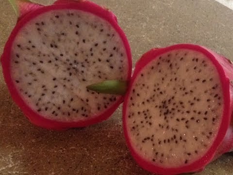 how to harvest dragon fruit seeds