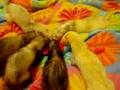 The ferrets enjoy some Ferretvite