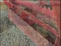 videos de Organic No-Till Undercutter: Weed Em and Reap