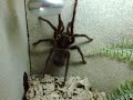 Monster on Tour (Theraphosa blondi)