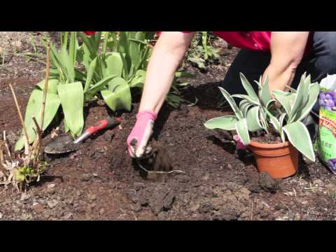 how to transplant tulips from a pot to the ground