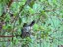 Hummingbird nest