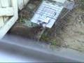 Groundhog caught in Have-a-Heart trap