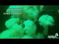Spotlight on Howe Sound Marine Life: Plumose Anemone