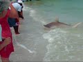 Guy Catches Big Bull Shark By The Tail Guy Catches Big Bull Shark By The Tail